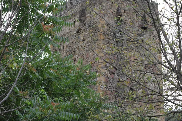 Drzew Pobliżu Twierdzy Tower — Zdjęcie stockowe