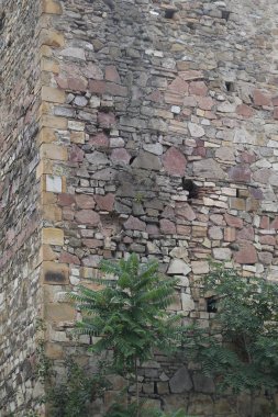 Ağaçlar kale tower yakınındaki