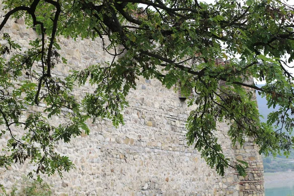 Дерево Біля Стіни Фортеці — стокове фото