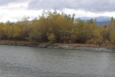 Ülkede Georgia Nehri yakınında sararmış orman