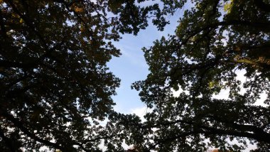 Alman başkentindeki Treptower Parkı 'nda sonbahar