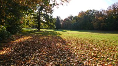 Sonbahar ormanlarında çok sarı yapraklar