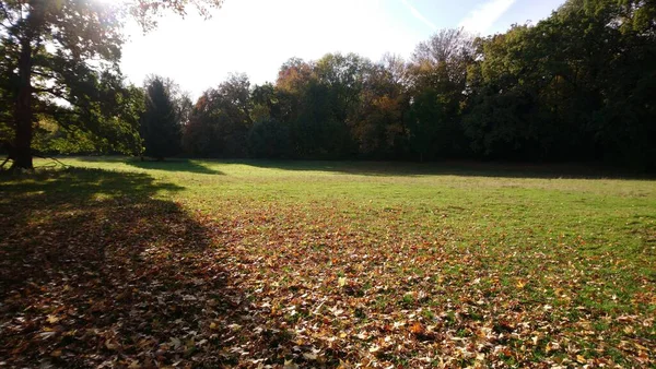 Beaucoup Feuilles Jaunes Dans Forêt Automne — Photo