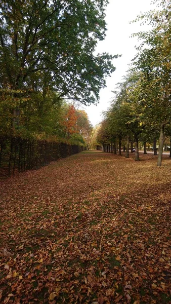 Beaucoup Feuilles Jaunes Dans Forêt Automne — Photo