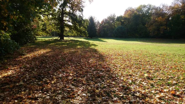 Beaucoup Feuilles Jaunes Sous Les Arbres — Photo