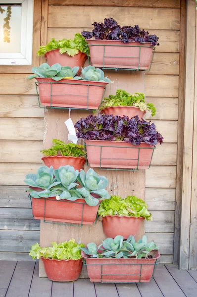 Vertical garden with flower and plant pots on wall