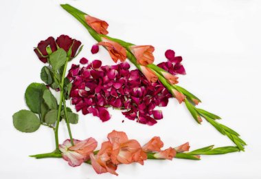 Gladiolas ve gül beyaz yüzeyindeki çiçeklerle rasgele çerçeve