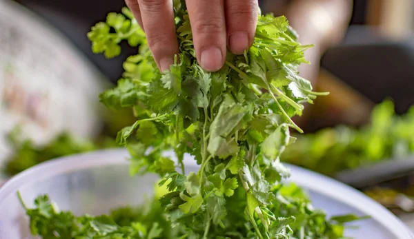 Dedos Hembra Sosteniendo Hojas Cilantro Cayendo Bandeja —  Fotos de Stock