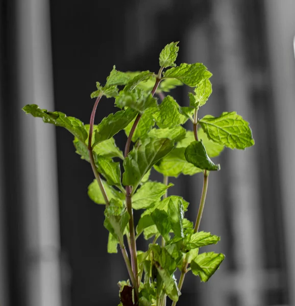 Planta Menta Tallos Erigiendo Directamente Pared Negra Detrás Ella —  Fotos de Stock