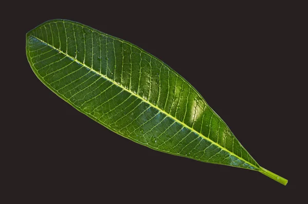 Single Green Leaf Lines Veins Shaded Surface — Stock Photo, Image