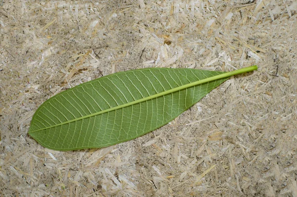 Folha Verde Invertida Outro Lado Para Revelar Veias Linhas — Fotografia de Stock