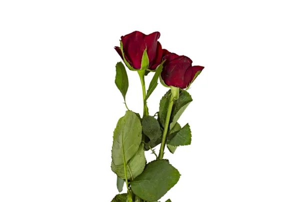 Zwei Rote Rosen Mit Grünen Blättern Und Stiel Auf Weißer — Stockfoto