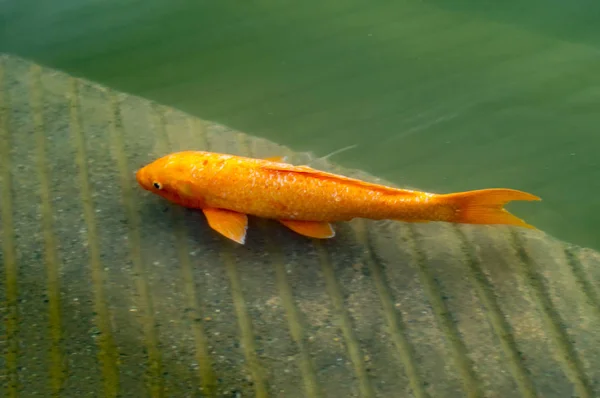 Золотая Рыба Спокойной Воде Золотого Храмового Пруда Святых Вод — стоковое фото