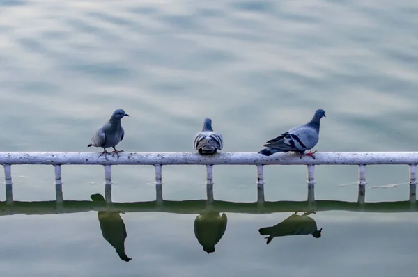 Pigeons Fences Golden Temple Pond Its Reflection Water — Stock Photo, Image