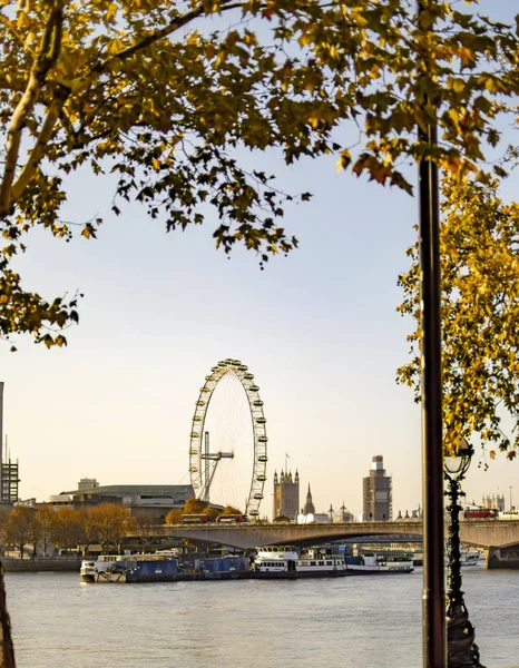 Hösten Tid Maple Tree Och London Eye Från Andra Sidan — Stockfoto