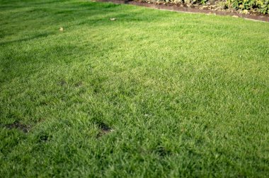 Trafalgar meydanının çimlerinde yeşil çim