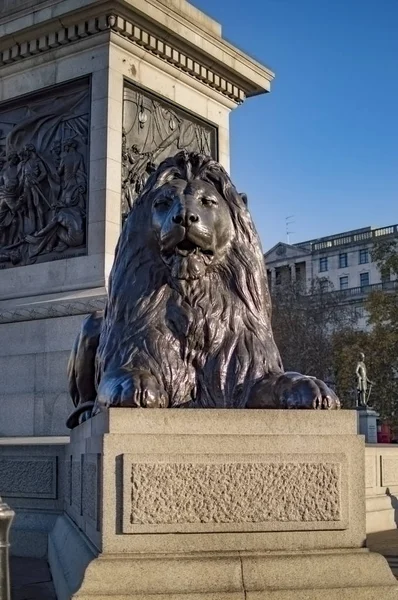 Bronze lion statue at trafalgar square below the nelson column in london