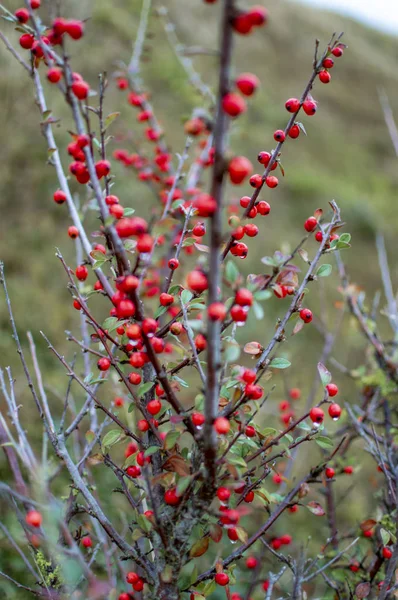 Czerwone jagody na zielonym drzewie po stronie wzgórza — Zdjęcie stockowe