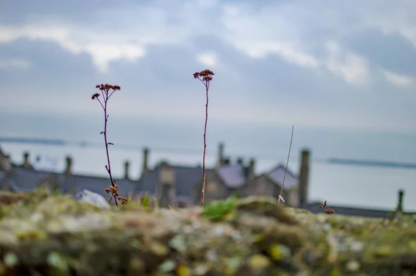 Deux plantes debout au château de Douvres et Seah est visible de là . — Photo