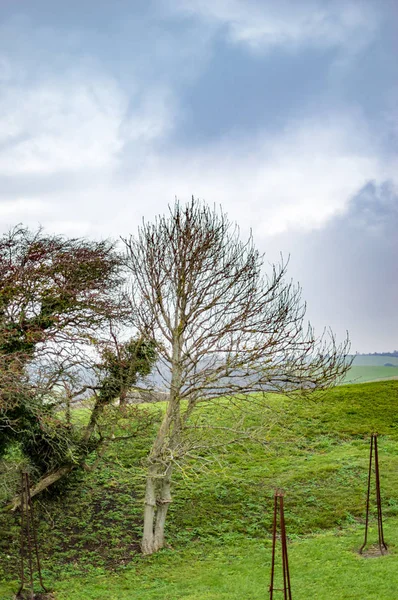 Les arbres colorés des jardins de dover au château — Photo