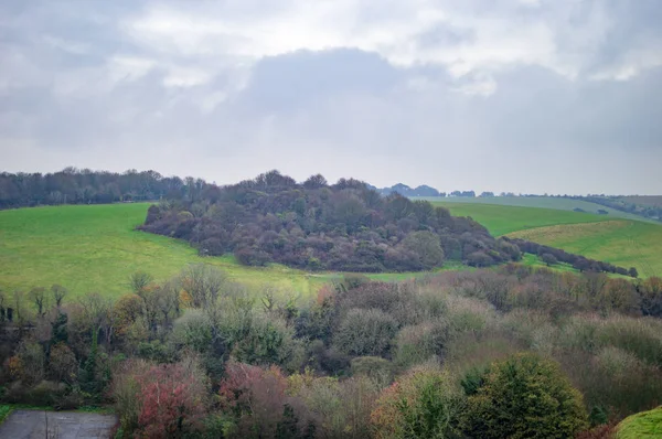 The trees and plants in green meadowns of england — Stock Photo, Image