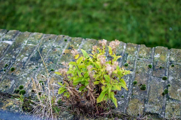 Les plantes vertes sur les briques d'un mur frontière — Photo