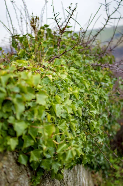 De nombreuses petites plantes poussant sur le mur de briques — Photo