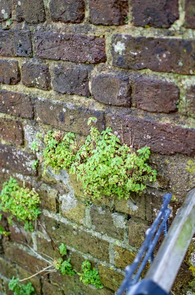 Le vieux mur de briques où poussent les plantes. — Photo