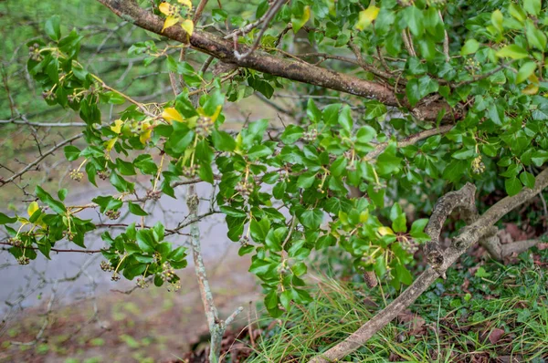 Der sattgrüne Plan mit frischen Blättern und viel Moos — Stockfoto