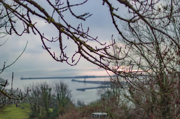 Arbre côté mer avec beaucoup de mousse et pas de feuilles — Photo