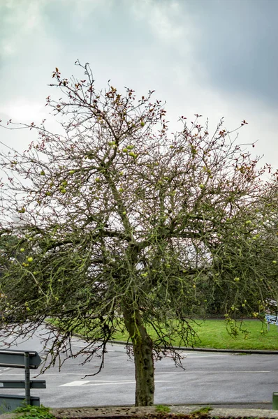 El único árbol en el círculo oscuro de la carretera . —  Fotos de Stock