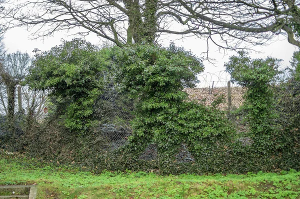 Ligne d'arbres à l'intérieur du parc à dover espaces publics — Photo