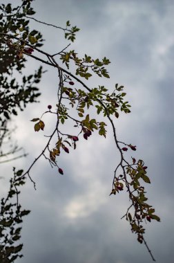 Bir ağacın dalı üzerinde yeşil yapraklar ve arka planda bulutlar