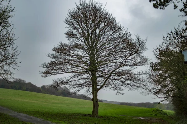 The dark clouds behind the tree and transparent leaves