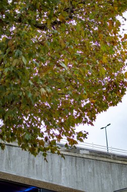 Thames nehri üzerinde Londra'da yeşil ağaç