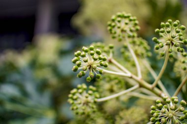 Thames nehri üzerindeki yeşil ağaçlar ve meyve sapları