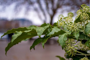 Nehirdeki yeşil ağaçlar ve yeşil yaprakların uzun dalları