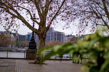 Londra ve diğer binalarda Thames Nehri üzerinde Yeşil ağaçlar