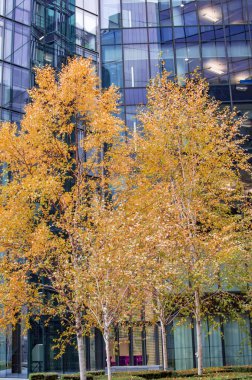 Pencereler ve yeşil ağaçlar ile nehir thames ofis binaları