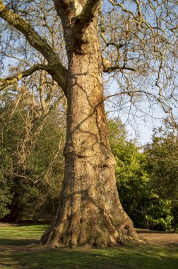 Dalları ile avon eski ağaç üzerine Stratford