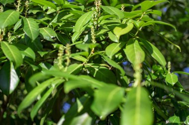 Avon Nehir tarafında stratford yeşil ağaçlar