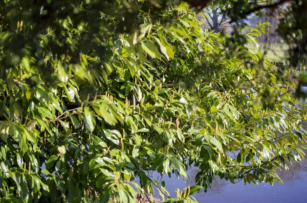 Les arbres riverains à stratford sur avon avec des feuilles et des branches — Photo