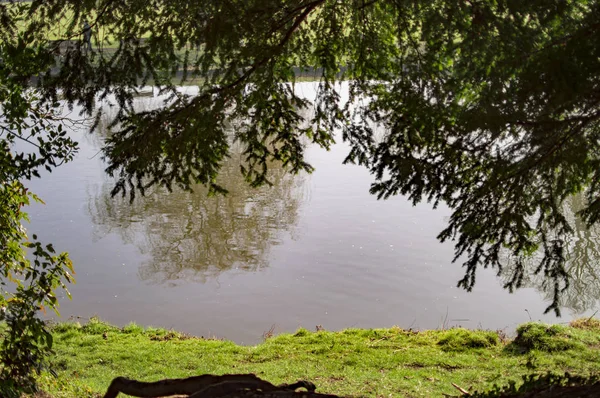 Les arbres riverains à stratford sur avon avec de l'eau — Photo