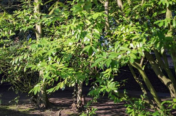 Los árboles verdes en stratford upon avon en uk — Foto de Stock