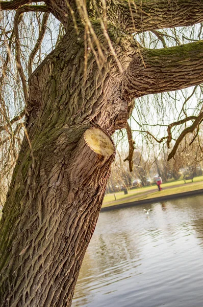 Straford upon river avon boats and people with old tree — Stock Photo, Image