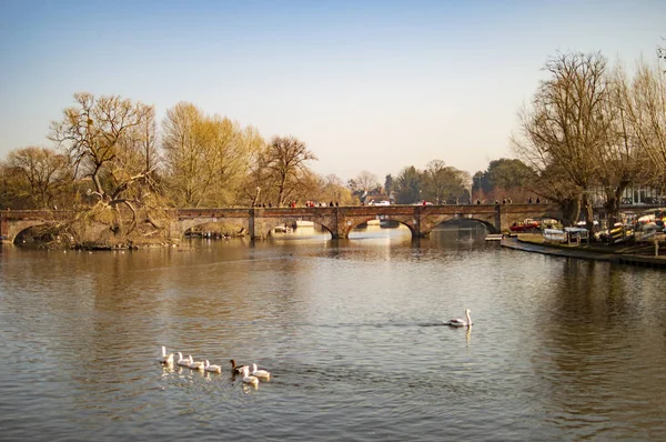 Straford upon river avon boats and with ducks in the water — Stock Photo, Image