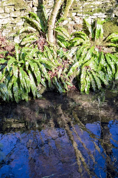 Système de drainage du village de Bibury avec arbres verts — Photo