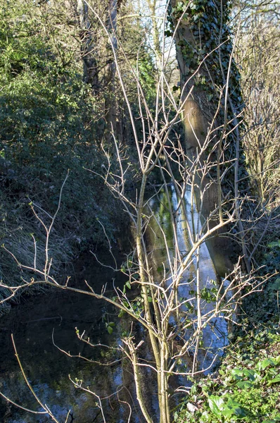 Bibury village en cotswold avec de vieux arbres à écorce — Photo