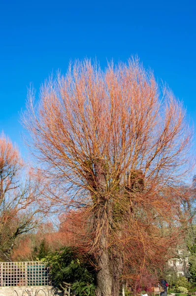 Les arbres de couleur orange et rouge dans le bibury village de cotswolds — Photo