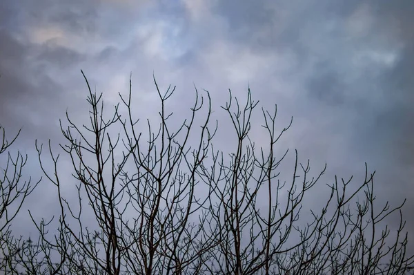 Londres céu escuro com nuvens com árvores escuras — Fotografia de Stock